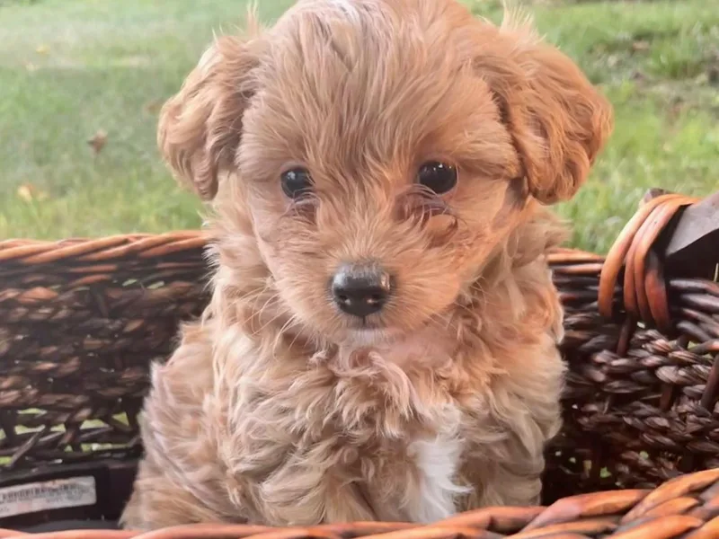 Kindred Companions Toy Doodles