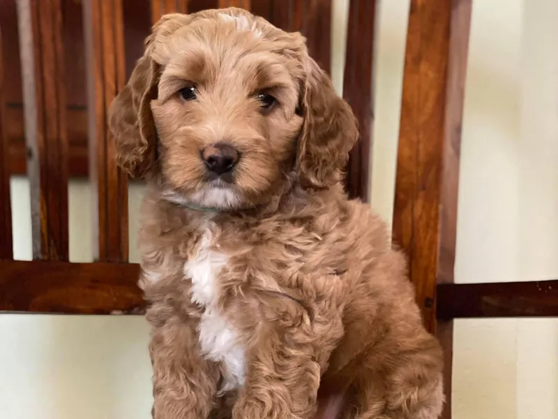 Kindred Hollow Labradoodles