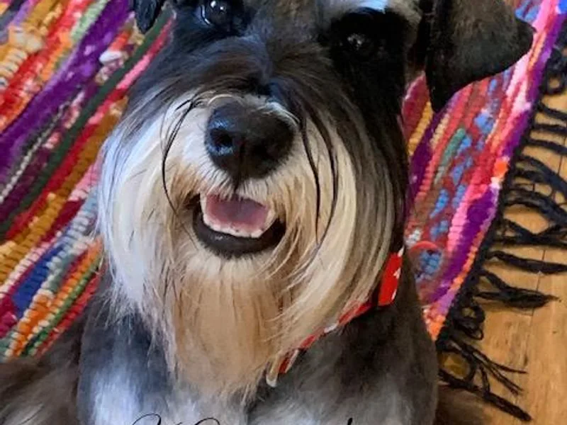 Kindred’s Classic Miniature Schnauzers