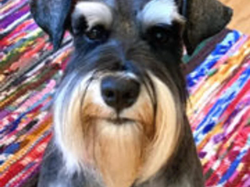 Kindred’s Classic Schnauzers