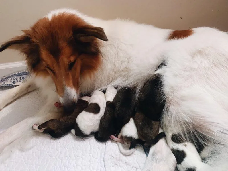 Kindred Spirit Collies