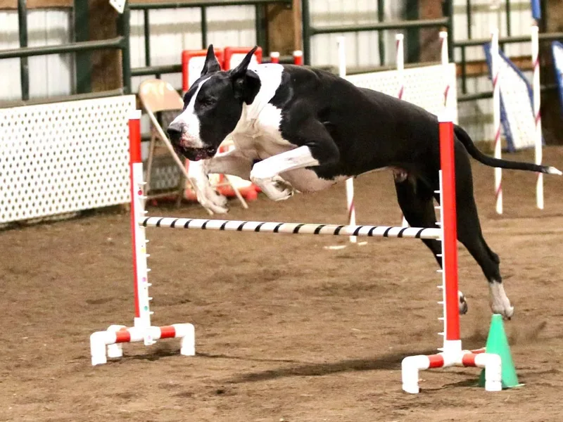 Kindred Spirit Danes