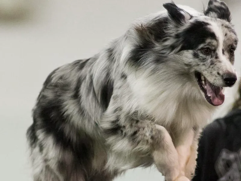 Kinematic Australian Shepherds