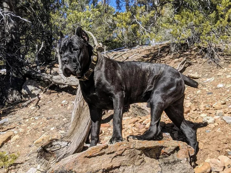 Kinesava Cane Corsos