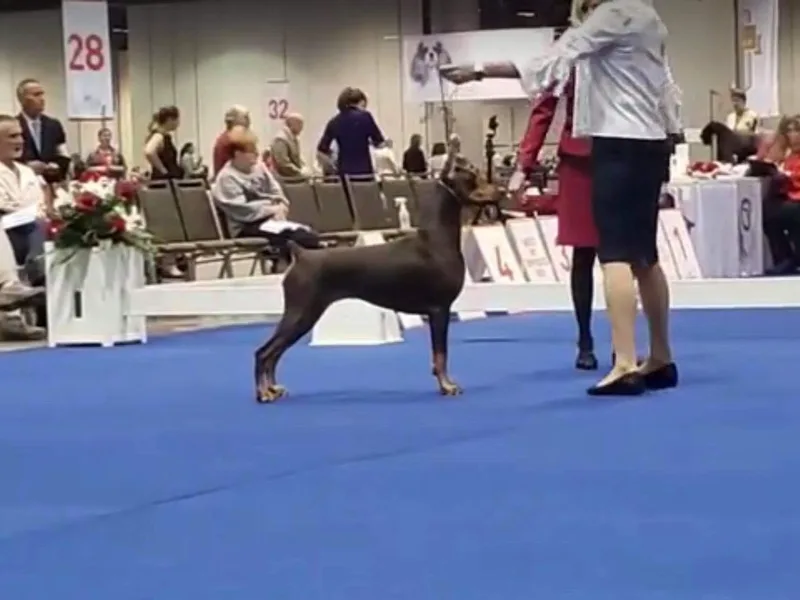 Kinetic Dobermans &amp; Unity Weimaraners