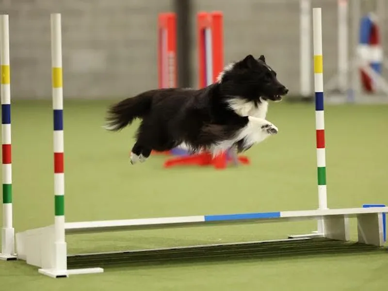 Kinetic Shetland Sheepdogs