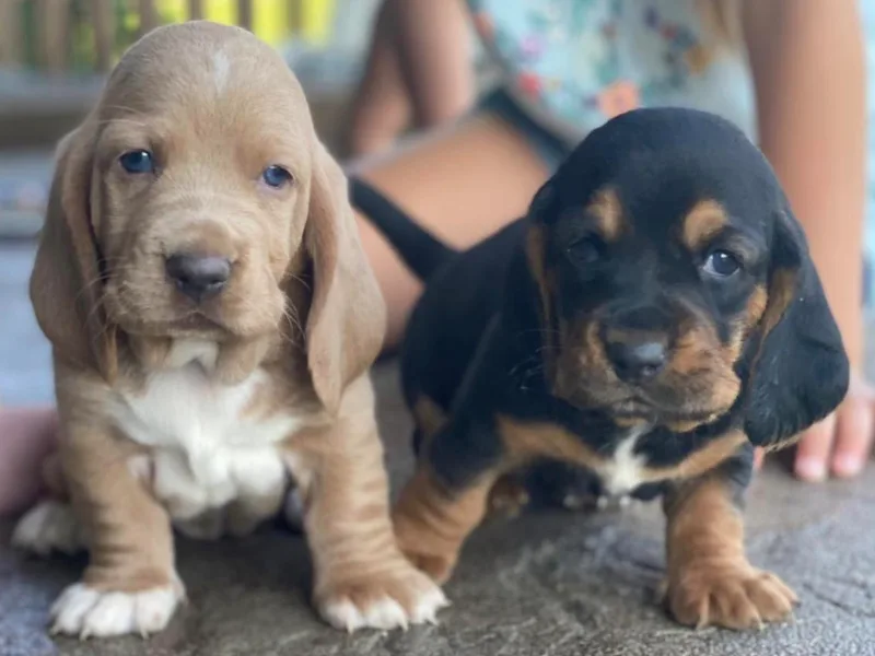 Kinfolk Basset Hounds