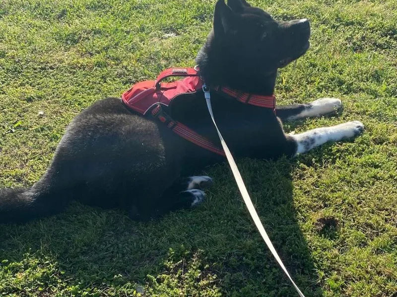 King Buddha Akita Kennels