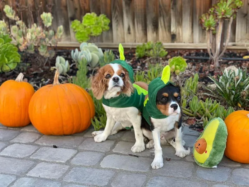 King Cavalier Cuties photo 1