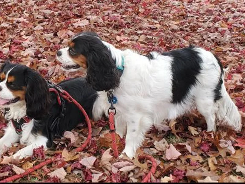 King Charles Cavalier Kennels