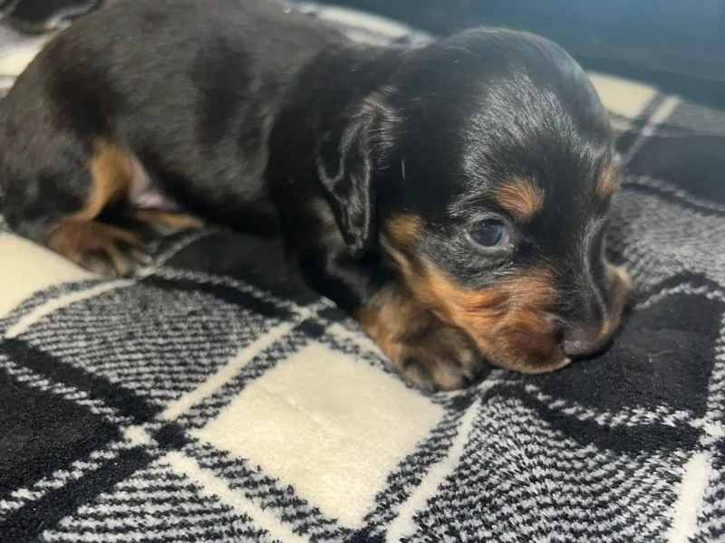 King Duke Dachshunds