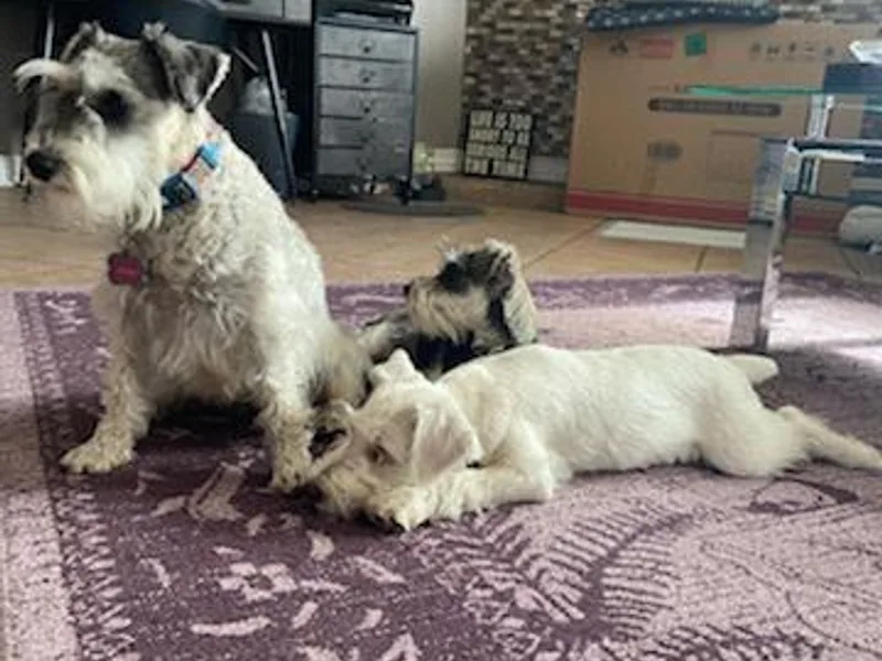 King kyro n Kinley karma