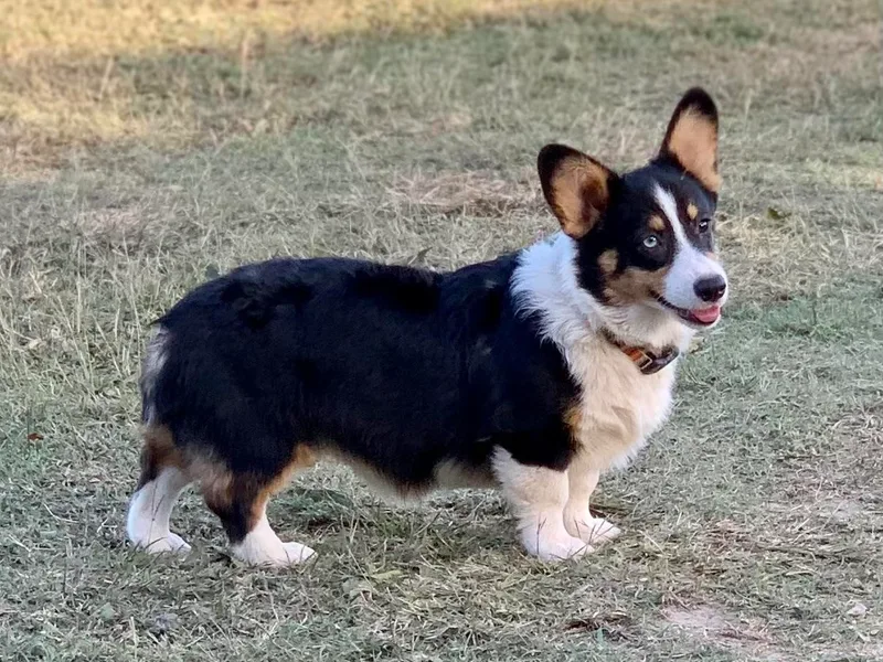 King of Hearts Corgis