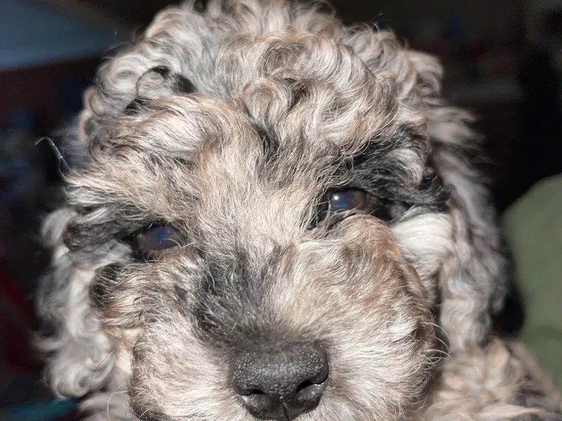 King’s  Castle of Doodles