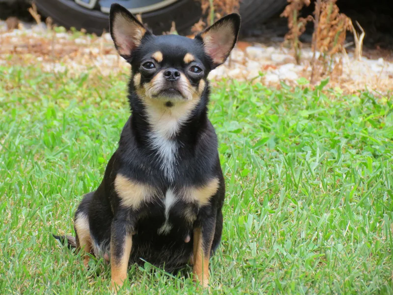 King's Country Style Kennels