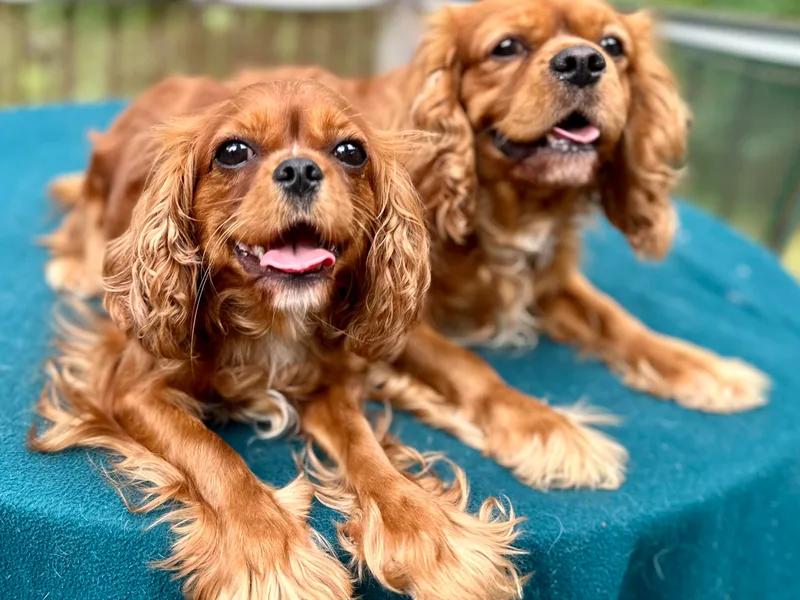 King’s Cross Noble Cavaliers