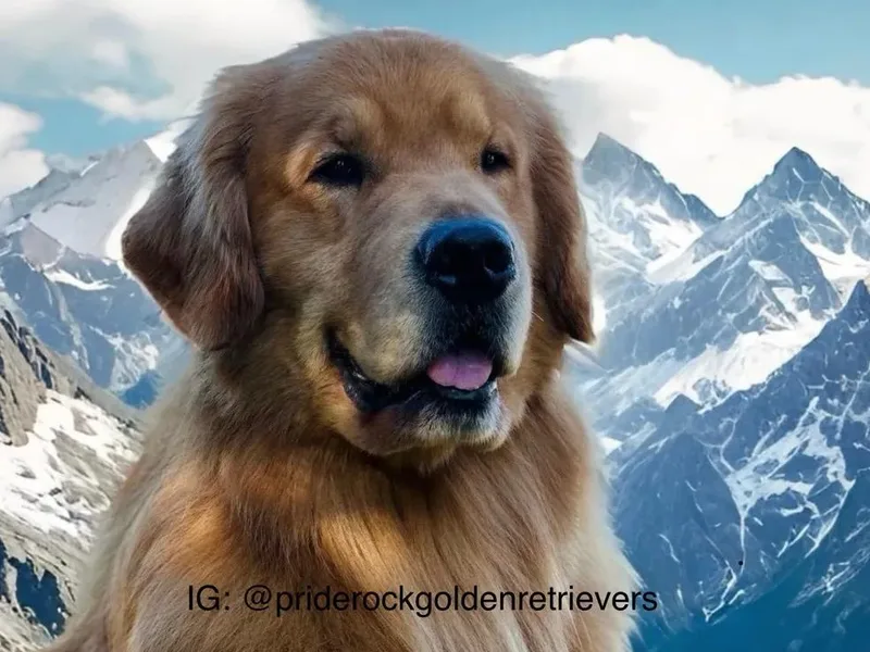 King's Golden Retrievers