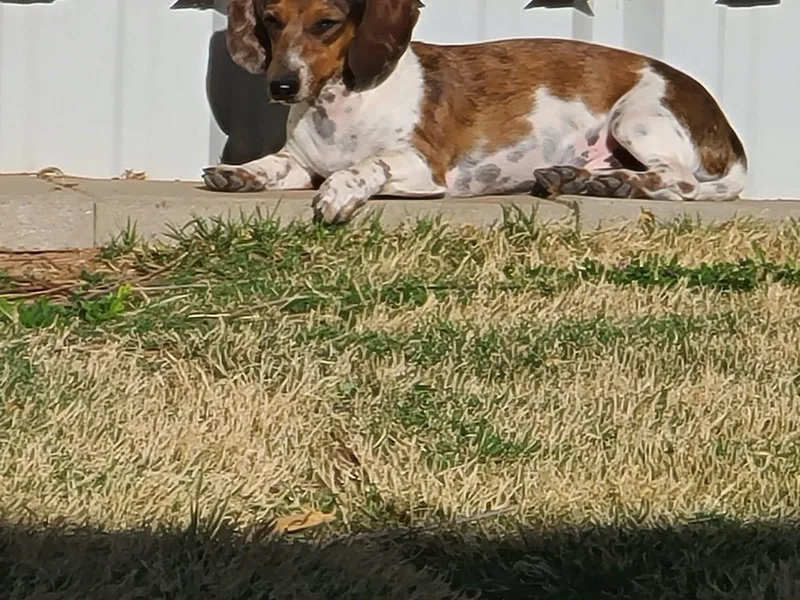 King’s K-9 Kingdom