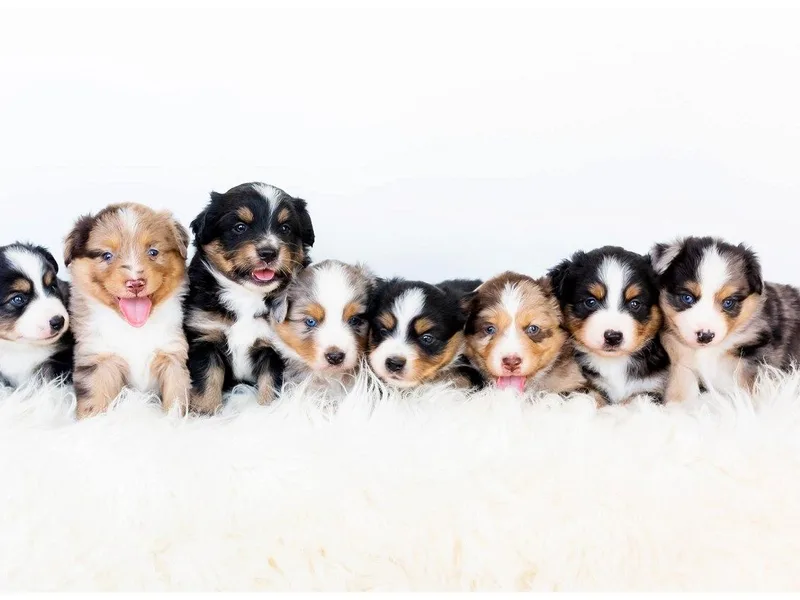 King's Miniature American Shepherds