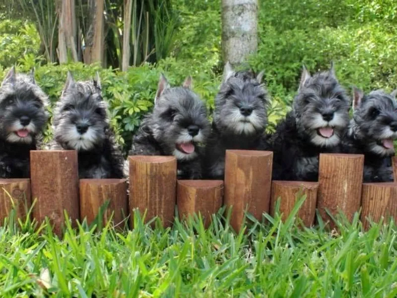 King’s Miniature Schnauzers