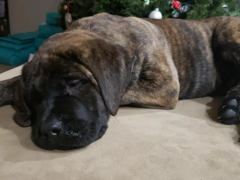 King’s Peak Kennels