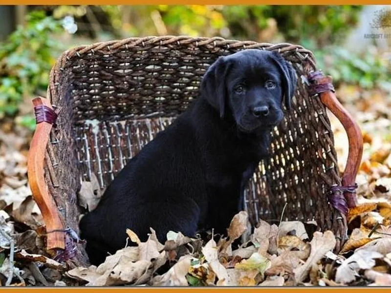 King's Ransom Labradors