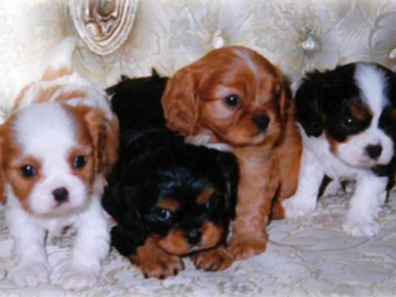 King William Pet Resort