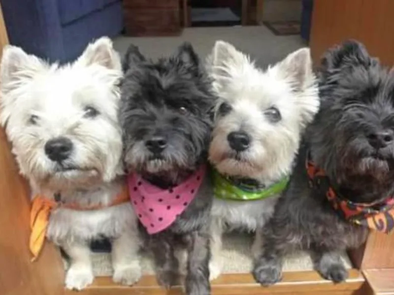 Kingdom Cairn Terriers