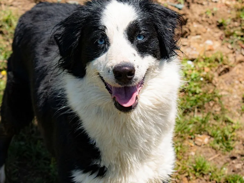 Kingdom Dreams Australian Shepherds