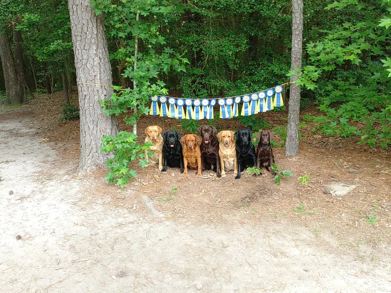 Kingdom Kenelz Labradors