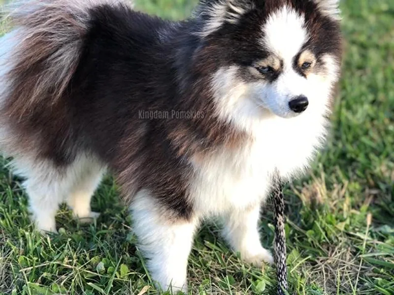 Kingdom Pomskies