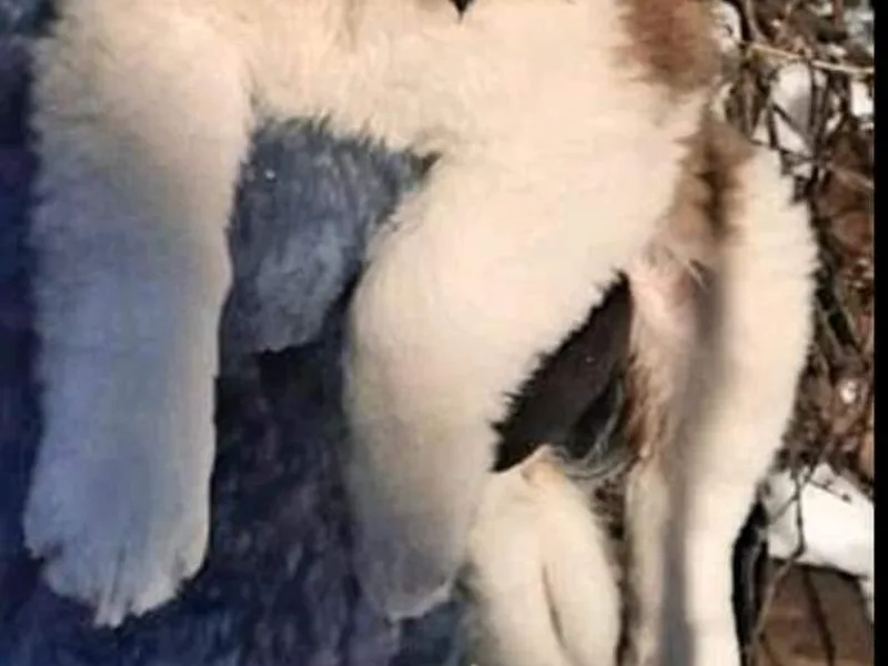 Kingdom Saint Bernards