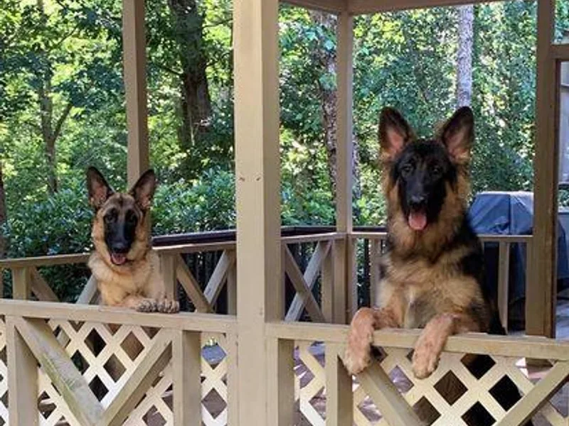 Kingdom Shepherds photo 1