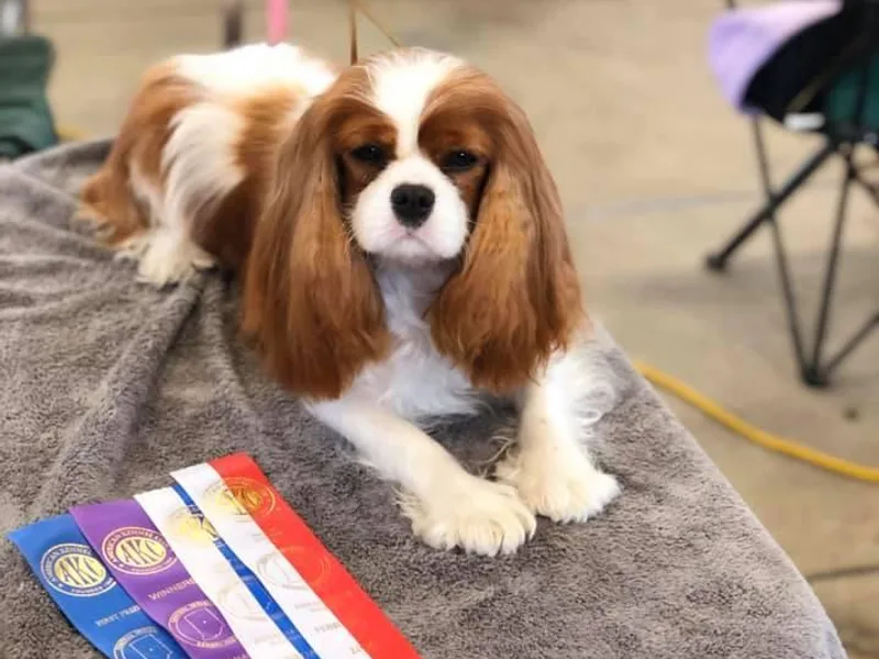 KINGDOMRUN Cavaliers