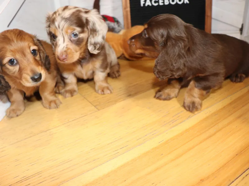 Kingpindoxies