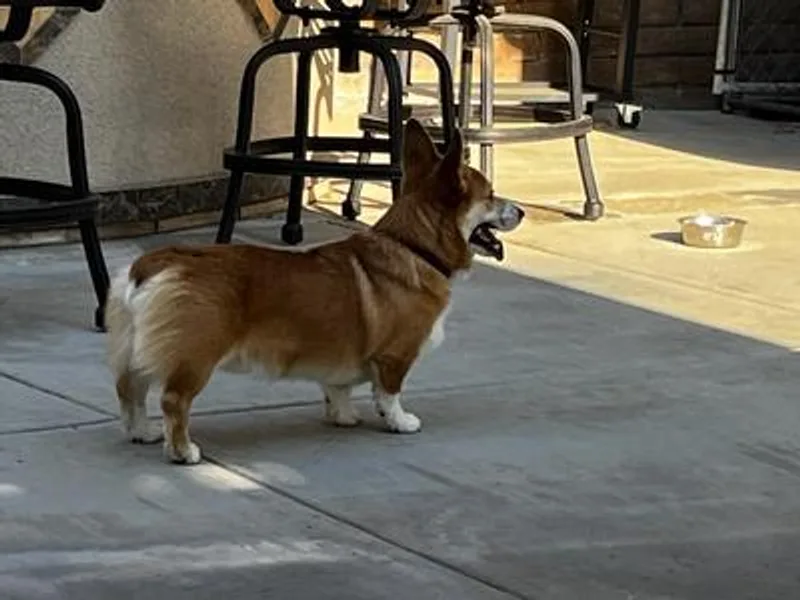 Kings Corgis photo 1