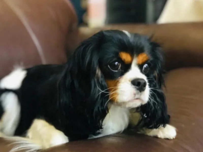 Kings Cross Cavaliers