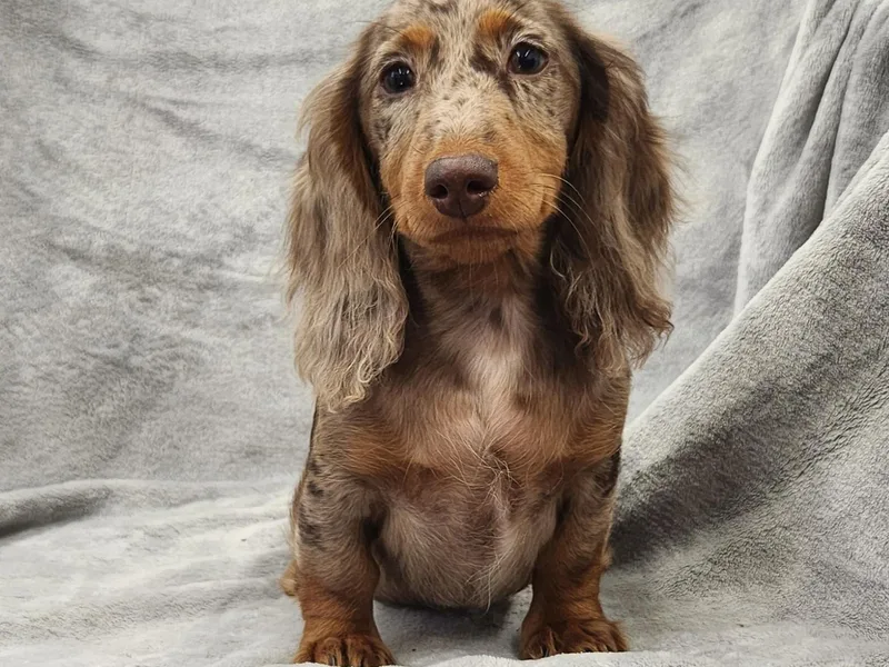 Kings Dachshunds