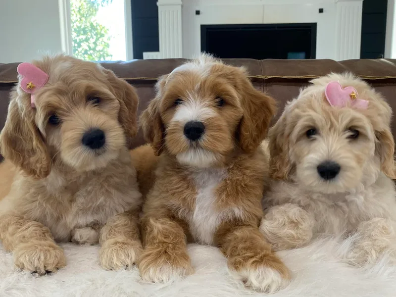 Kings Labradoodles