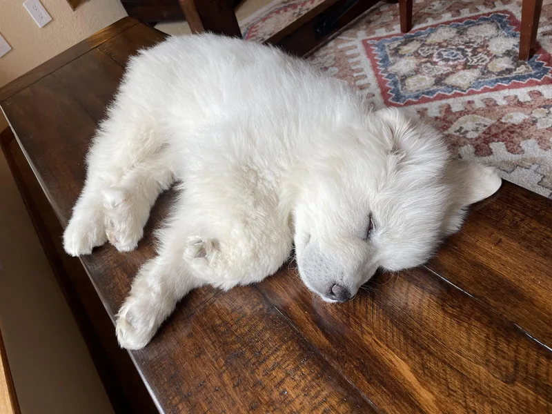 Kings River Great Pyrenees