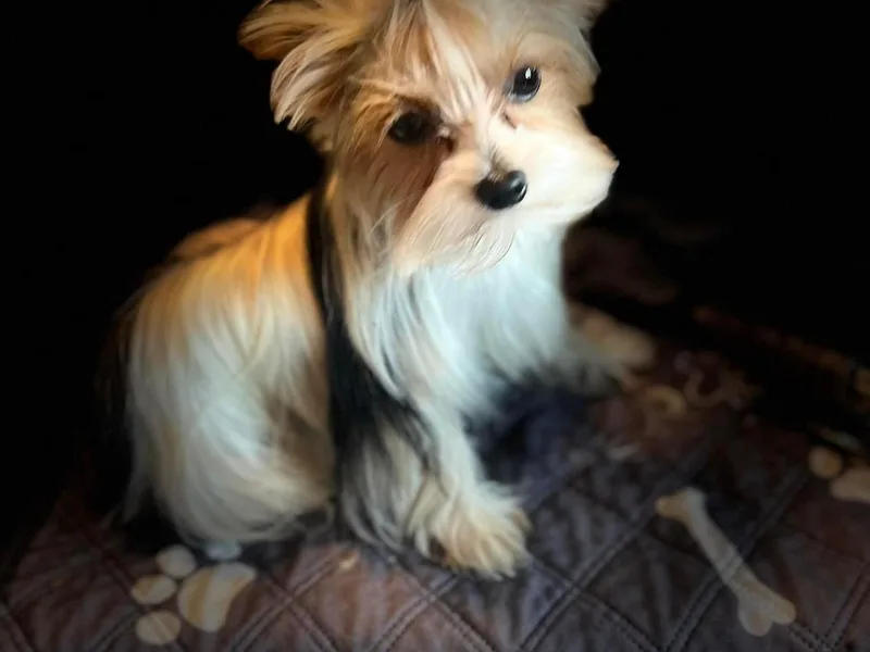 Kings Yorkshire Terriers