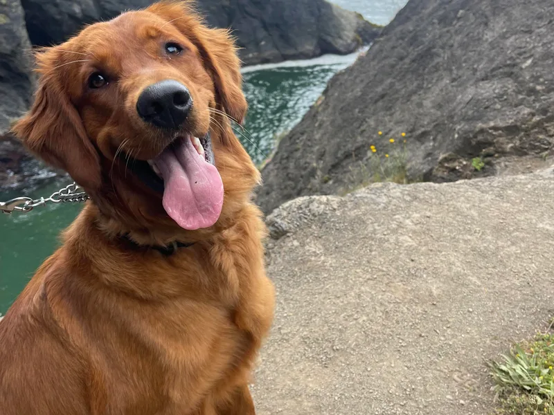 Kingsborough Retrievers