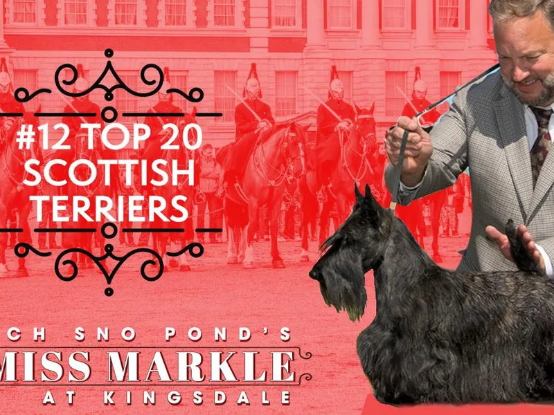 Kingsdale Scottish Terriers