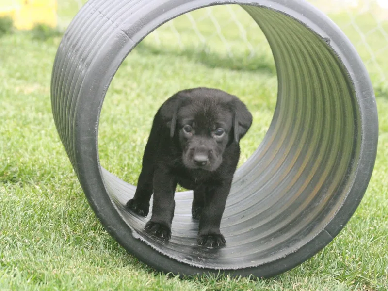 Kingseed Kennels photo 1