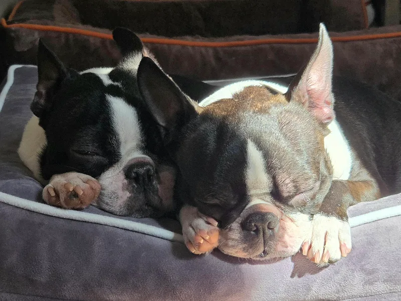 Kingston Boston Terriers
