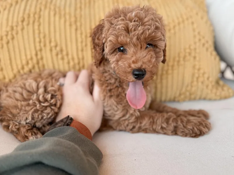 Kingston’s Cavaliers