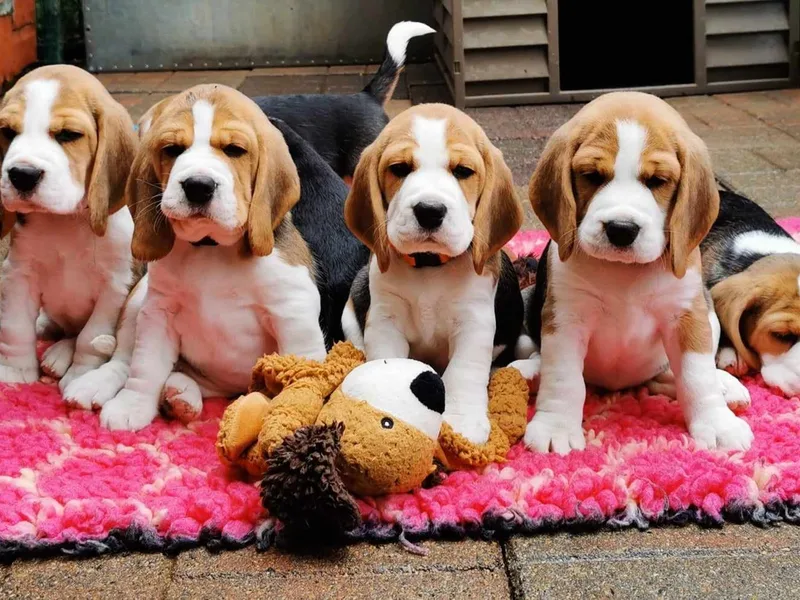 Kingswin Beagles photo 1