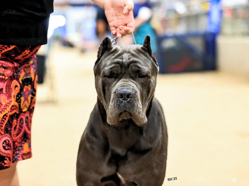 KingWood Cane Corso