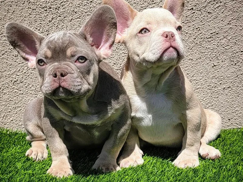 Kingz Frenchies