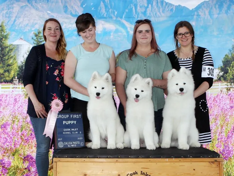KinleyRay Samoyeds